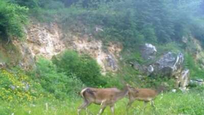 Kızıl geyikleri fotokapan görüntüledi