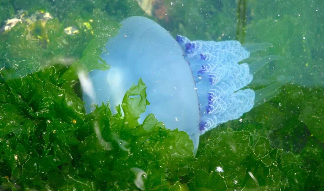 Son yıllarda müsilaj kabusuyla