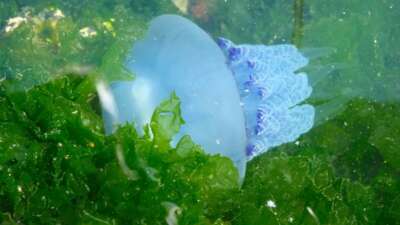  Müsilaj bitti bu kez denizanası kabusu başladı