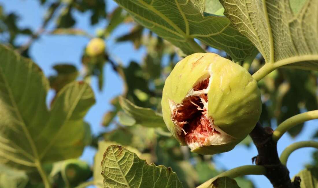 Nilüfer Belediye Başkanı Şadi