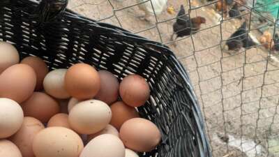  Okulların açılması yumurtayı “Mayıs çukuru”ndan kurtaracak