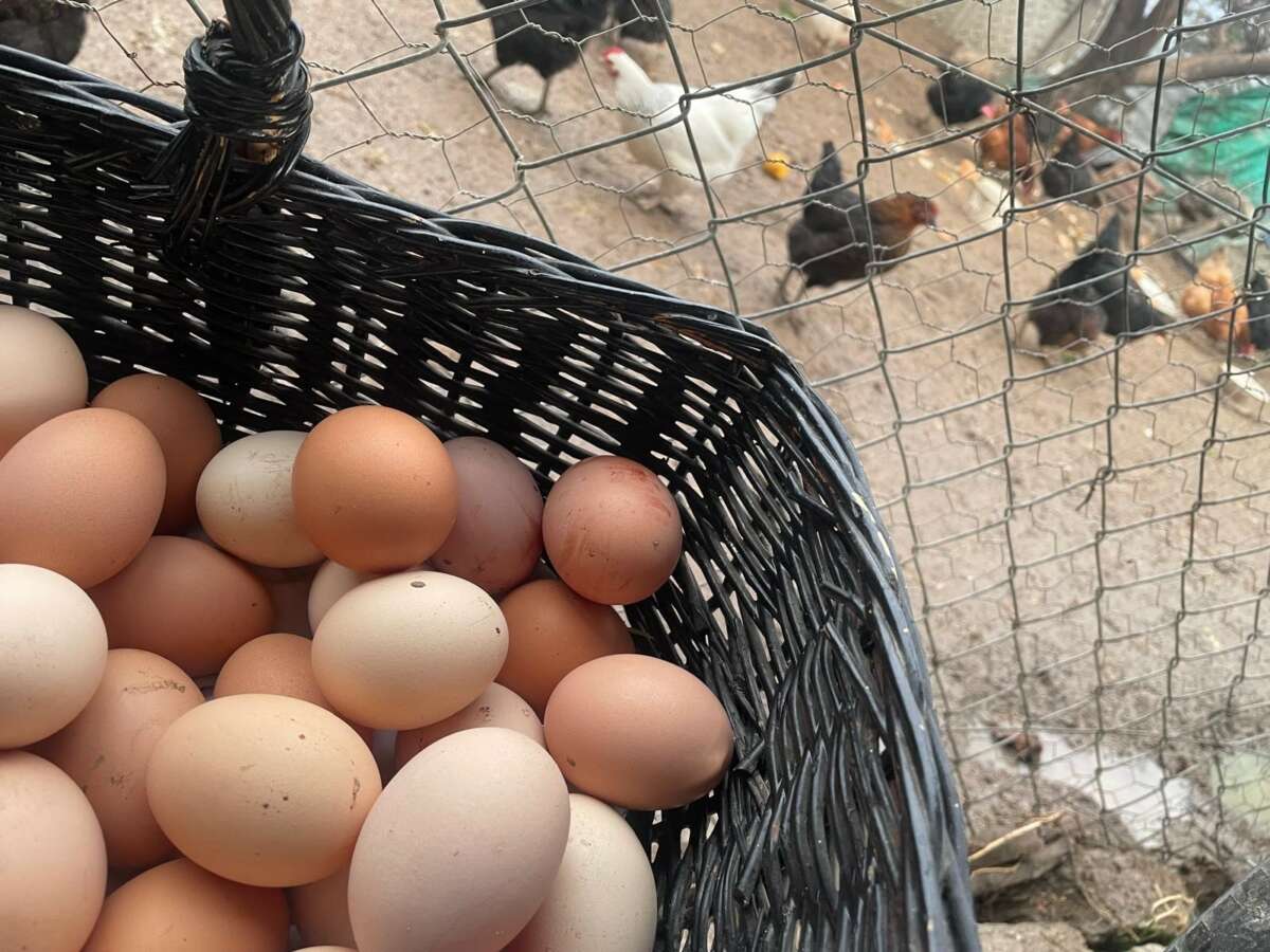  Okulların açılması yumurtayı “Mayıs çukuru”ndan kurtaracak