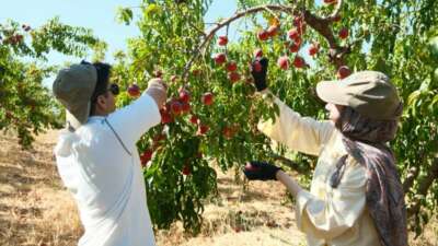 Şeftalinin 120 çeşidiyle ‘koleksiyon bahçesi’ oluşturdular