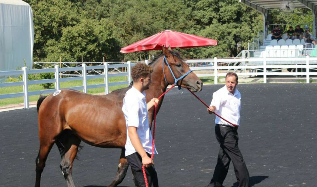 TİGEM’in en yüksek bedelli tayı e-satışla satıldı Karacabey Harası'nda 51 tayın