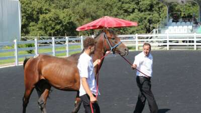 TİGEM’in en yüksek bedelli tayı e-satışla satıldı