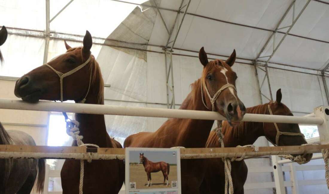 Bursa'daki Karacabey Harası'nda 58