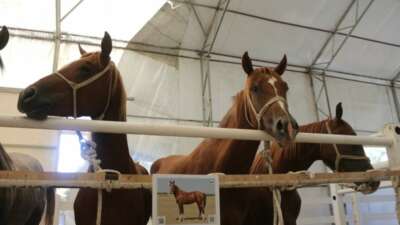 TİGEM’in en yüksek bedelli tayı e-satışla satıldı