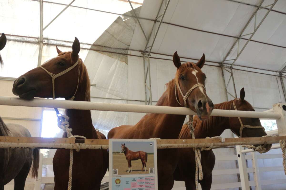 TİGEM’in en yüksek bedelli tayı e-satışla satıldı
