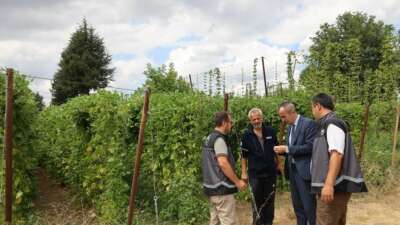 Tescilli Pazaryeri boncuk fasulyesinde hasat sezonu başladı