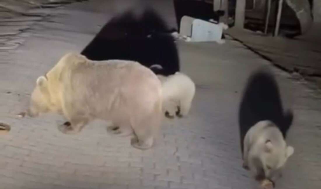 Bursa Uludağ’a ayıları görmek