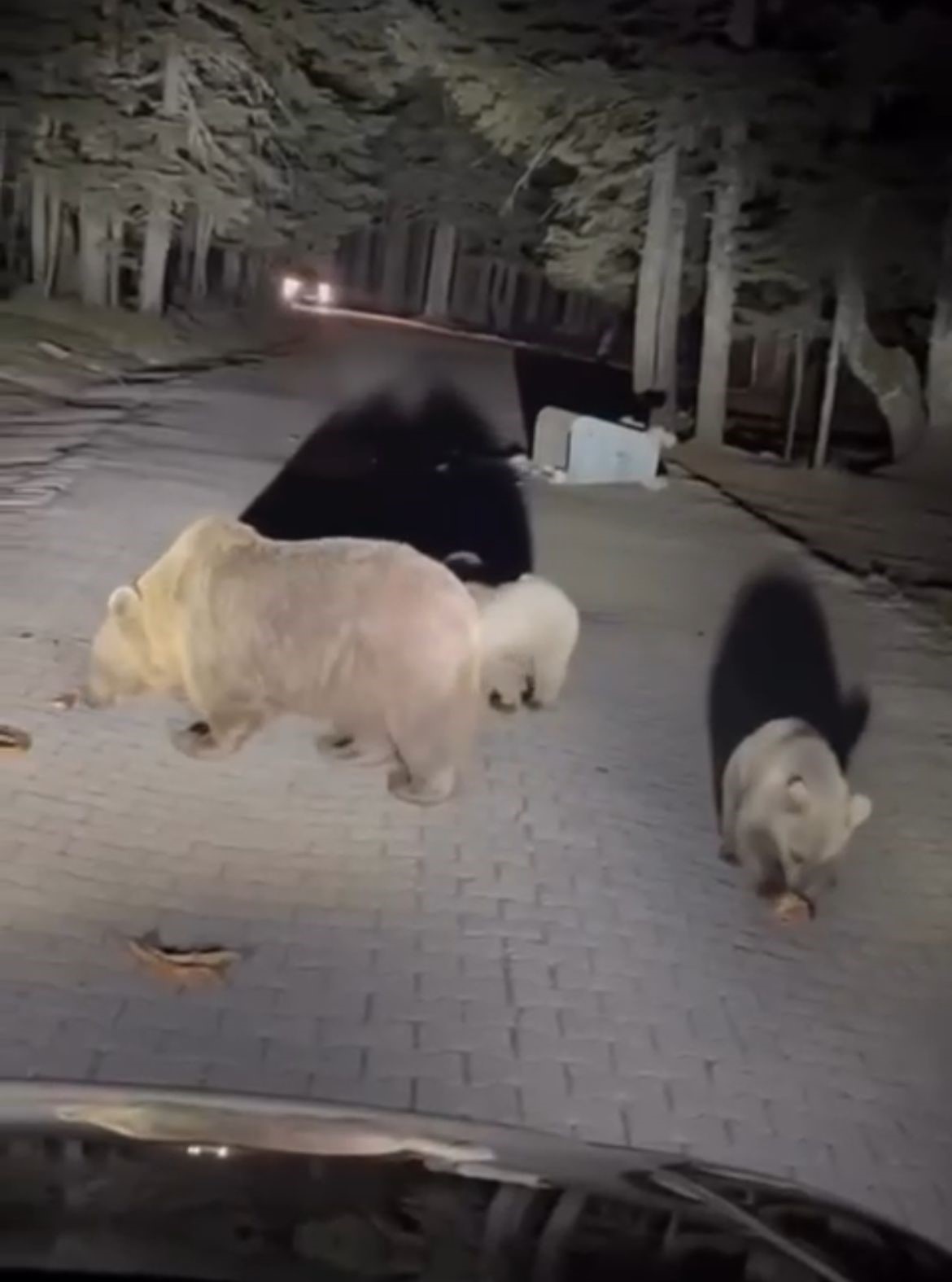  Uludağ’da ayıları görmek isteyen vatandaşlardan tehlikeli hareketler