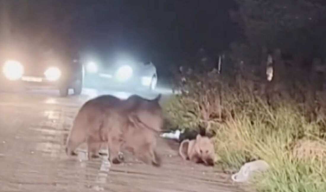 Uludağ'ın zirvesinde aç kalan