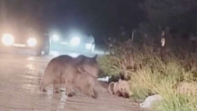 Her an karşınıza ayı çıkabilir