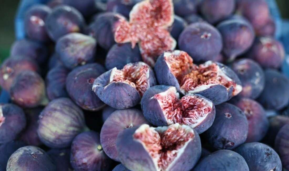 Uzun raf ömrü, iri