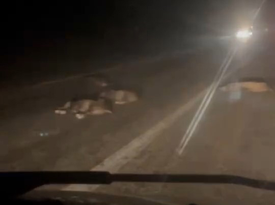 Bursa’da yola atlayan domuz sürüsü telef oldu