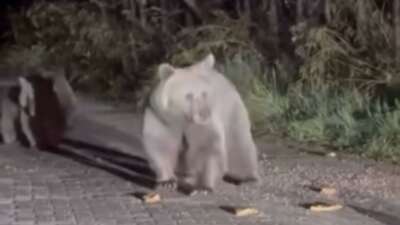 Ayı ailesini arabadan besledi, yavru ayı kaputa yaslandı
