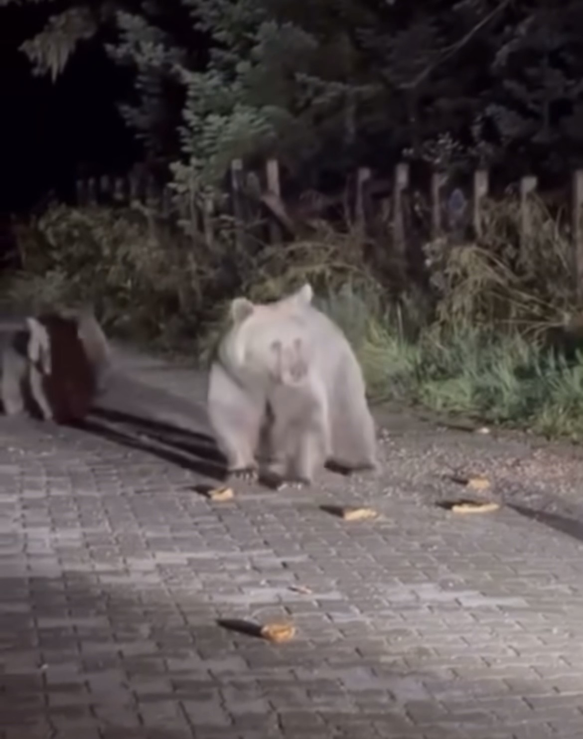 Ayı ailesini arabadan besledi, yavru ayı kaputa yaslandı