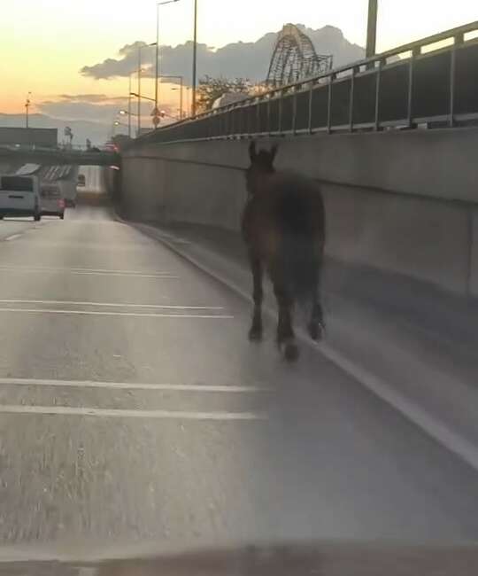 Başıboş at trafikte tehlike saçtı Bursa’da ana yola çıkan