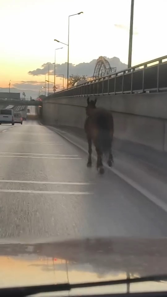 Başıboş at trafikte tehlike saçtı
