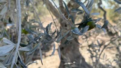 Bursa Beton’un tozu çiftçiyi perişan etti