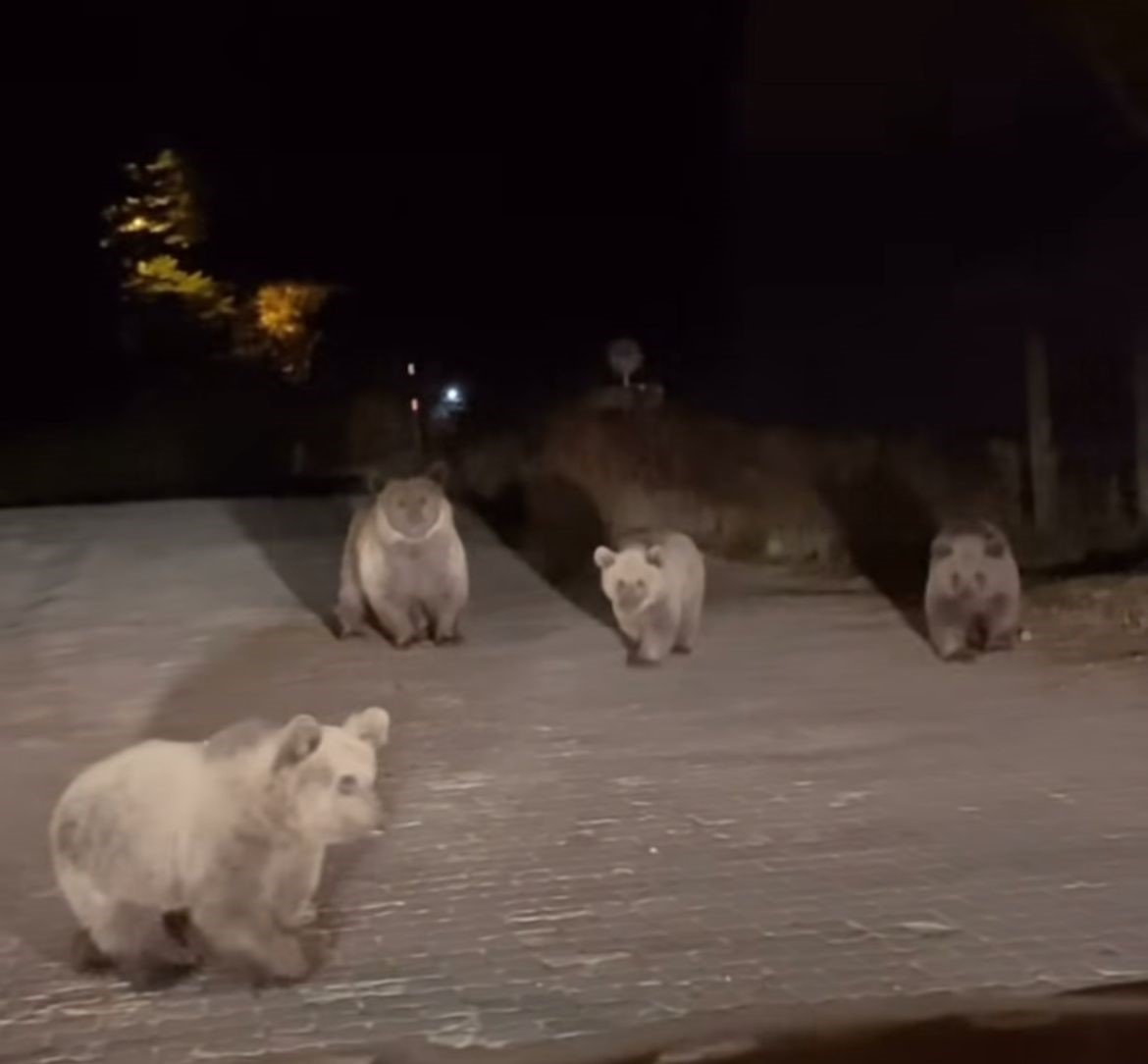 Bursa Uludağ Milli Parkı’nda ilginç karşılaşma