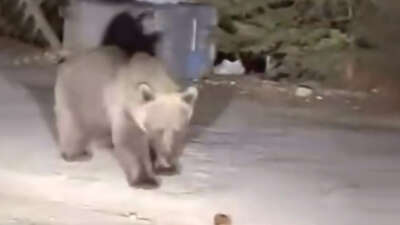 Bursa Uludağ’da koca ayıyı ekmekle beslediler