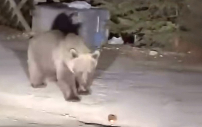 Bursa Uludağ’da koca ayıyı ekmekle beslediler