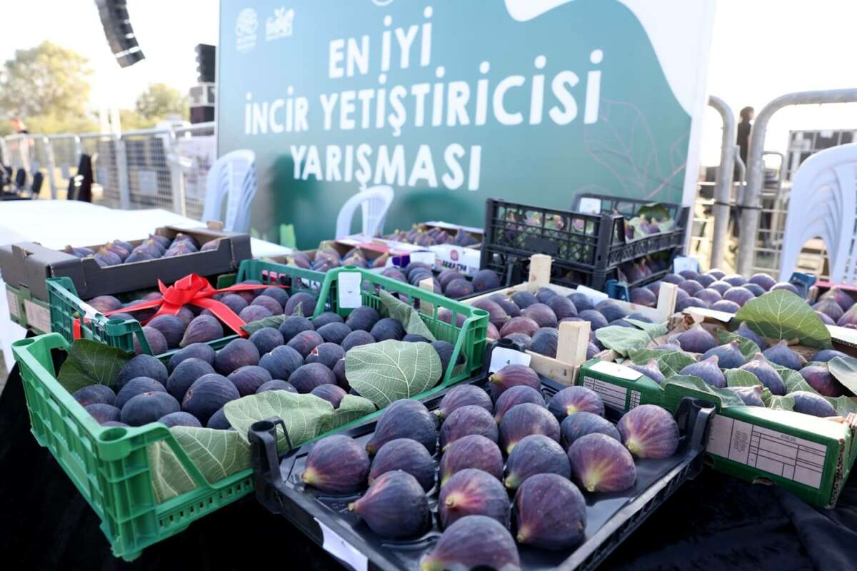 Bursa siyahı incir için festival heyecanı başladı
