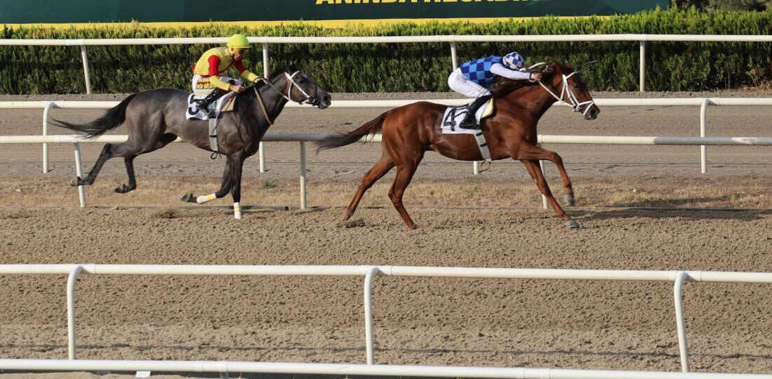 Bursa’da Büyükşehir Başkanlık koşusu Türkiye Jokey Kulübü (TJK)