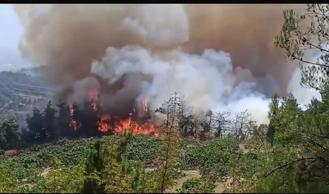 Bursa’daki orman yangınına güçlü müdahale Bursa'nın merkez Osmangazi ilçesi
