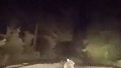 Dağ yolunda sürücüyle karşılaşan ayının panik anları