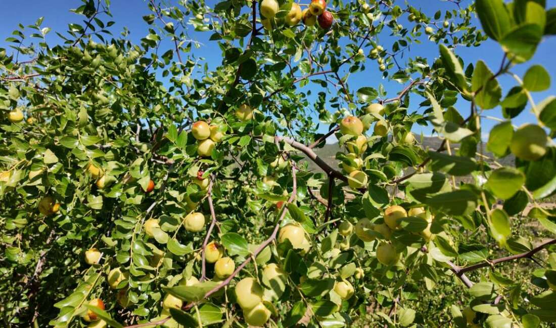 İlçede sadece Söğütçük Mahallesinde