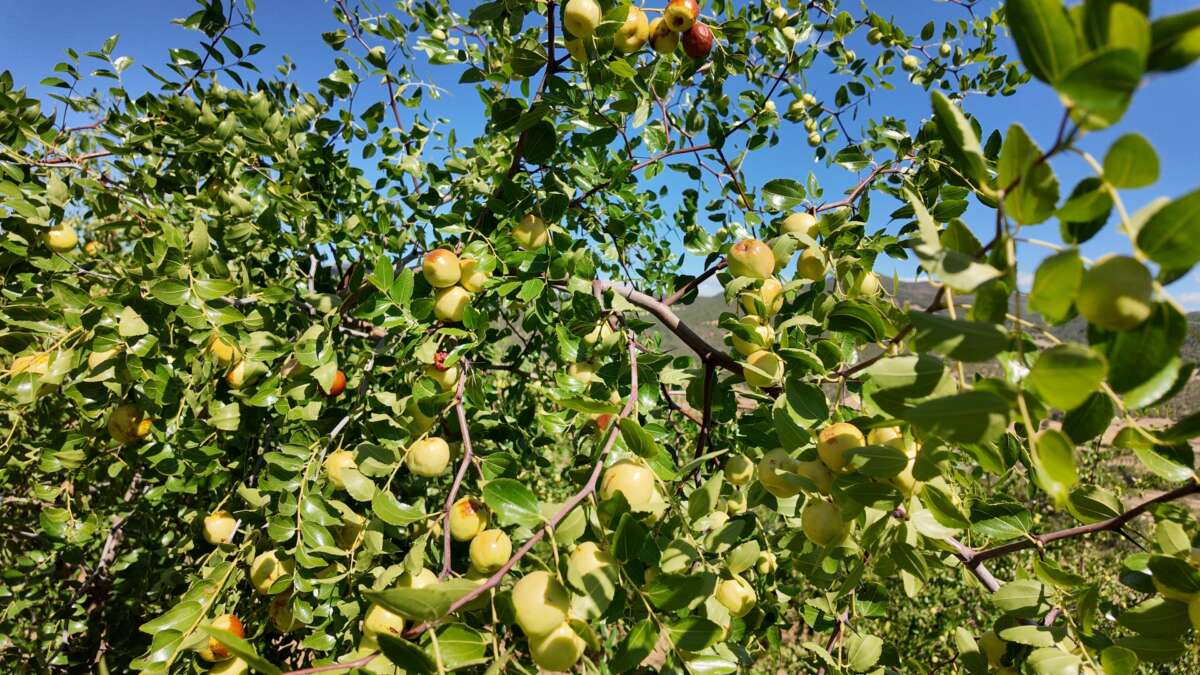 Demirci’de taze iri hünnap meyvesinin hasadı başladı