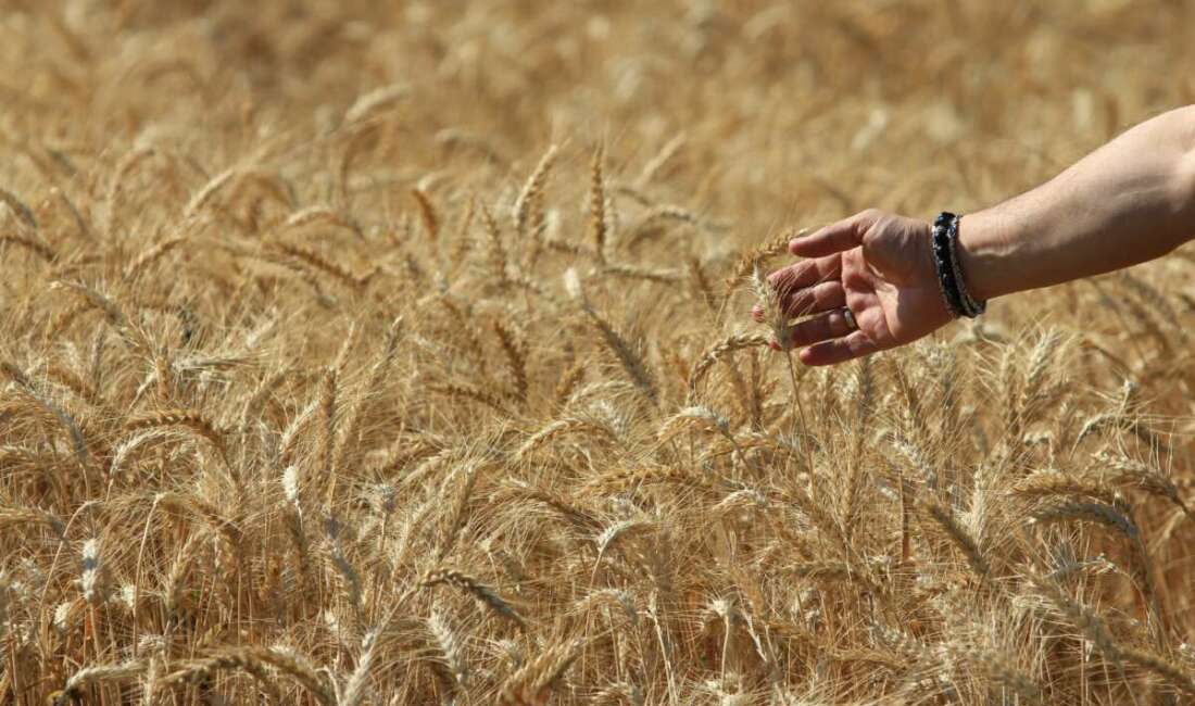 Uluslararası Hububat Konseyine (IGC)