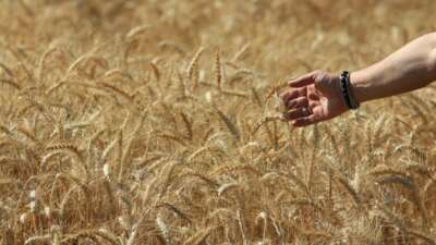 Dünya tahıl üretim tahminlerinde keskin artış
