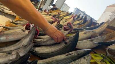 Su Ürünleri Derneği: En güvenilir protein kaynağı sularda