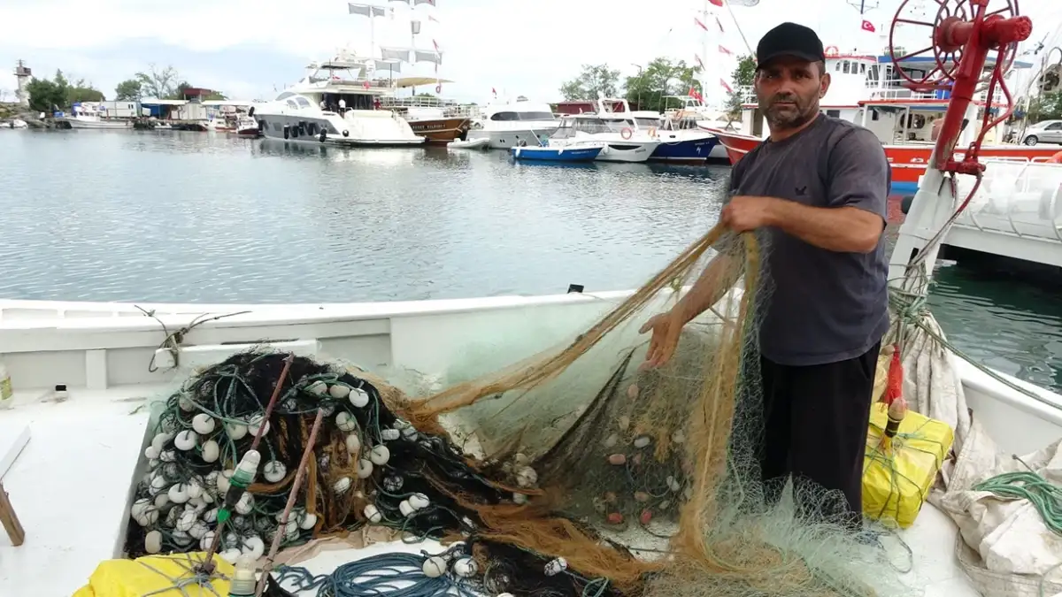 Hamsi sevenlere güzel haber