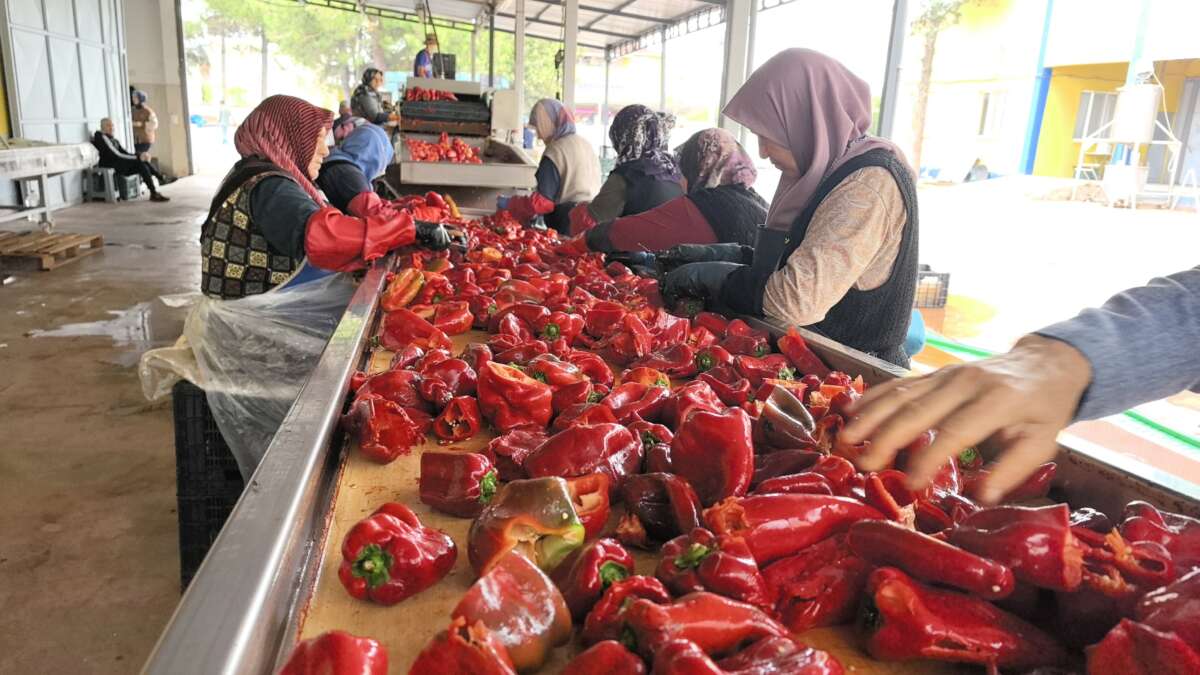 Hollanda’nın biber salçasını İnegöllü kadınlar üretiyor