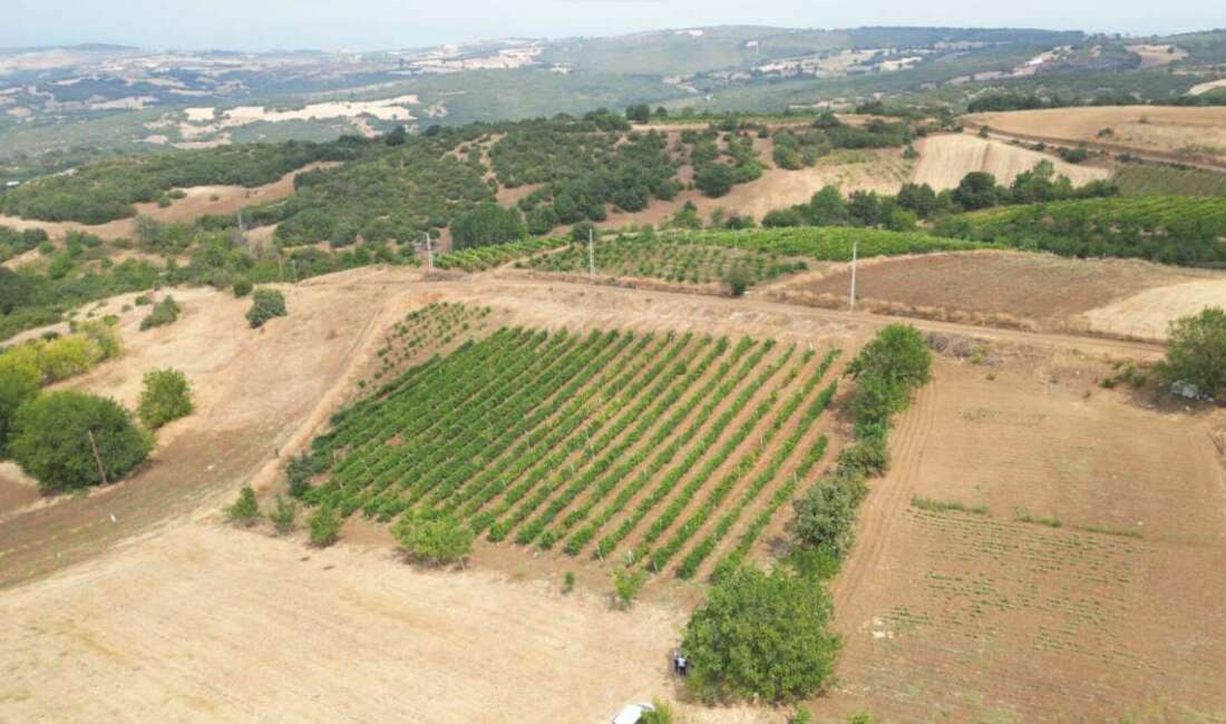 İnegöl Belediyesi, üzüm hasadında
