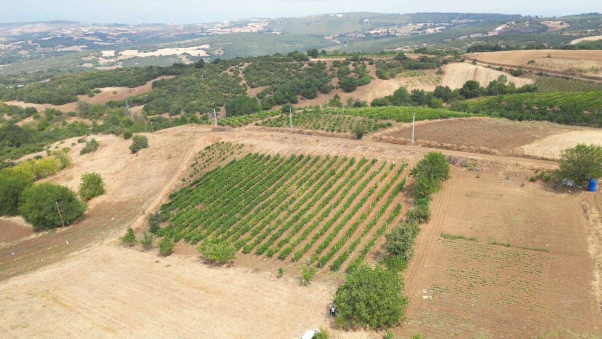 İnegöl Belediyesi’nden çiftçiye üzüm hasadını kolaylaştıran destek