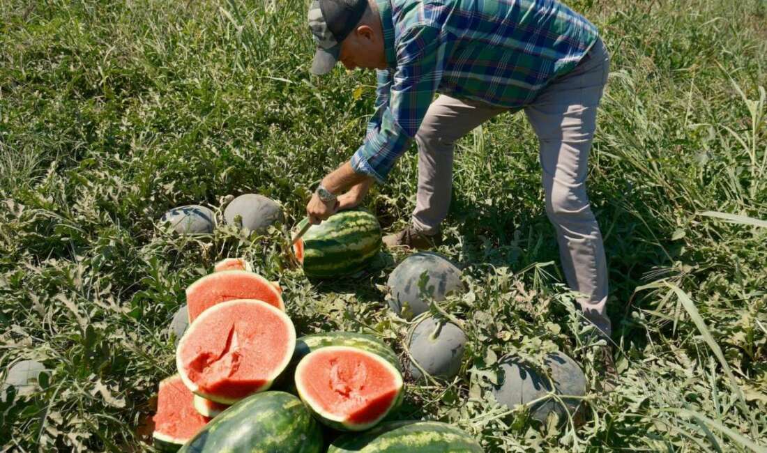 Iphone 17 almak için 30 tır karpuz ya da 2 tır domates satmak gerekiyor Haftalardır "geldi geliyor satışa