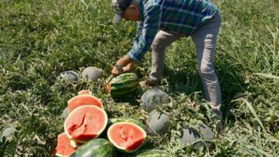 Iphone 17 almak için 30 tır karpuz ya da 2 tır domates satmak gerekiyor