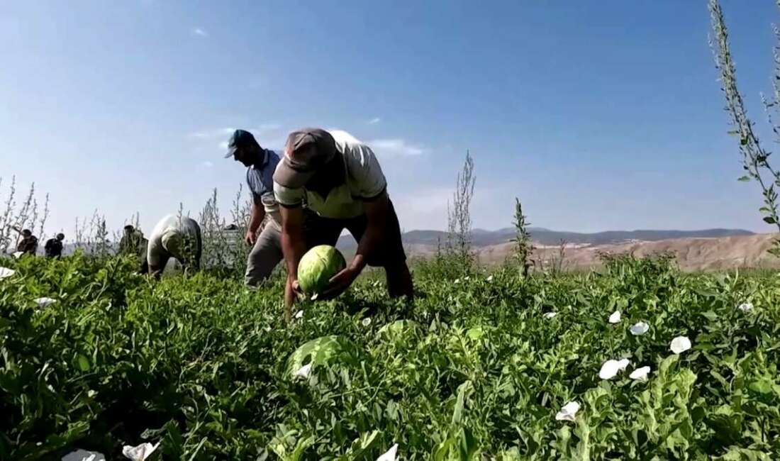 Bursa'nın verimli topraklarıyla bilinen