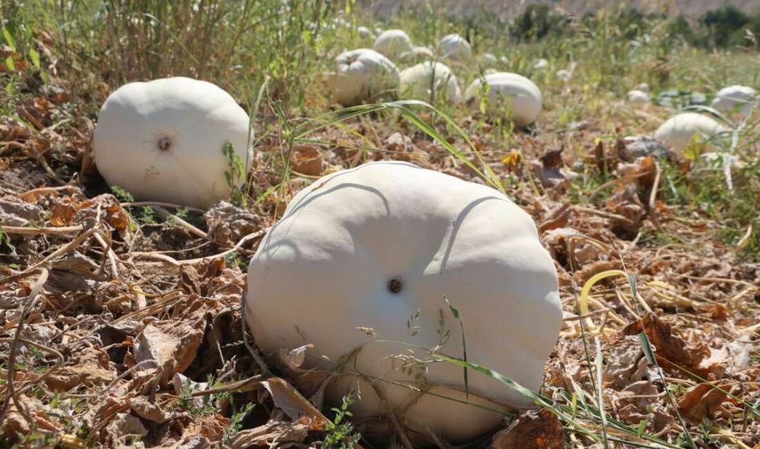 Hatay’ın coğrafi işaretli lezzetlerinden