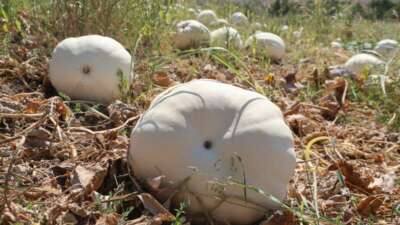 Kilolarca ağırlığa ulaşan tescilli beyaz kabakta hasat başladı
