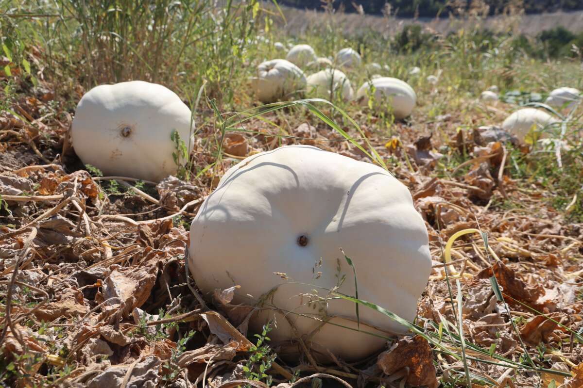 Kilolarca ağırlığa ulaşan tescilli beyaz kabakta hasat başladı