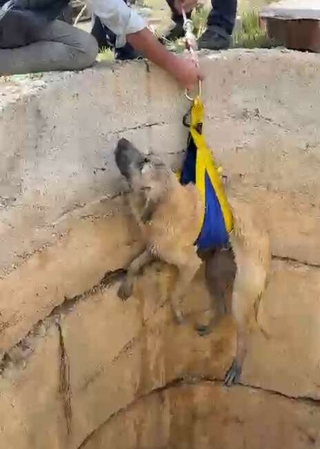 Kuyuya düşen köpek böyle kurtarıldı Bursa'da bir tarlanın kenarındaki