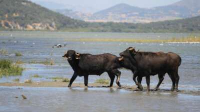 Manda sayısı son 5 yılda yüzde 16 azaldı