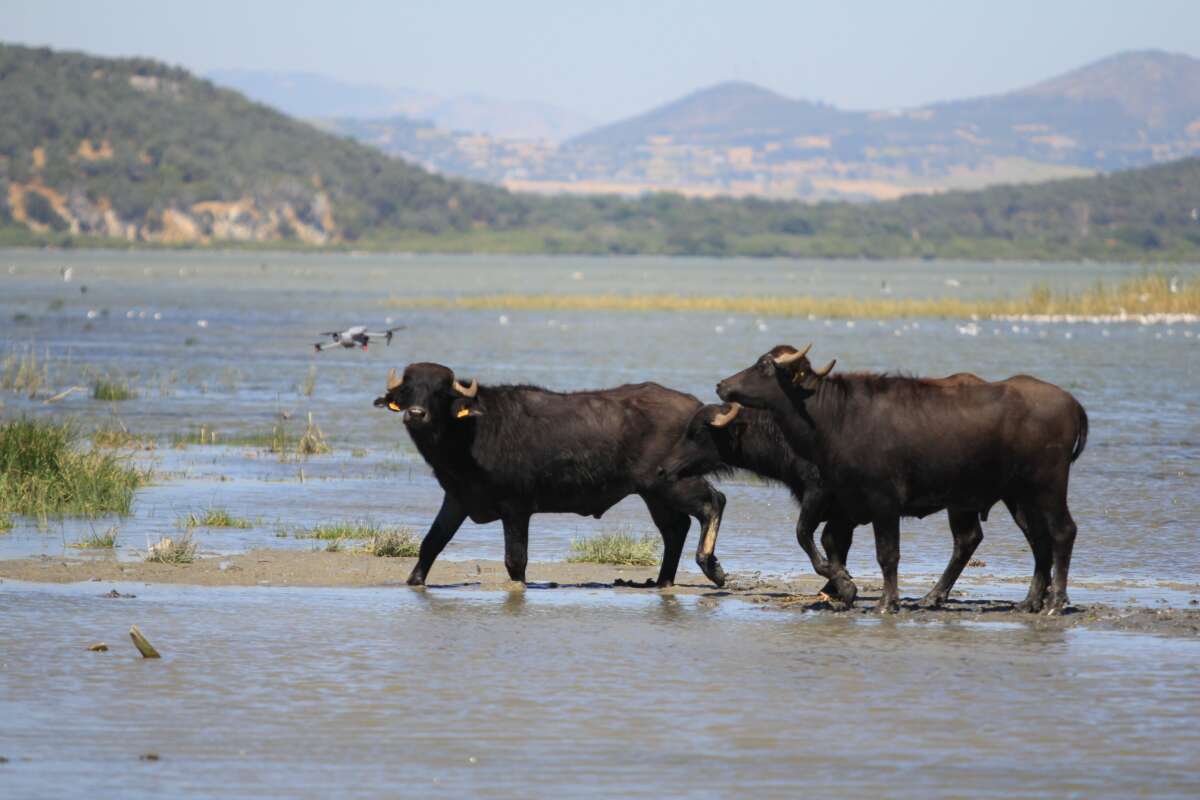 Manda sayısı son 5 yılda yüzde 16 azaldı