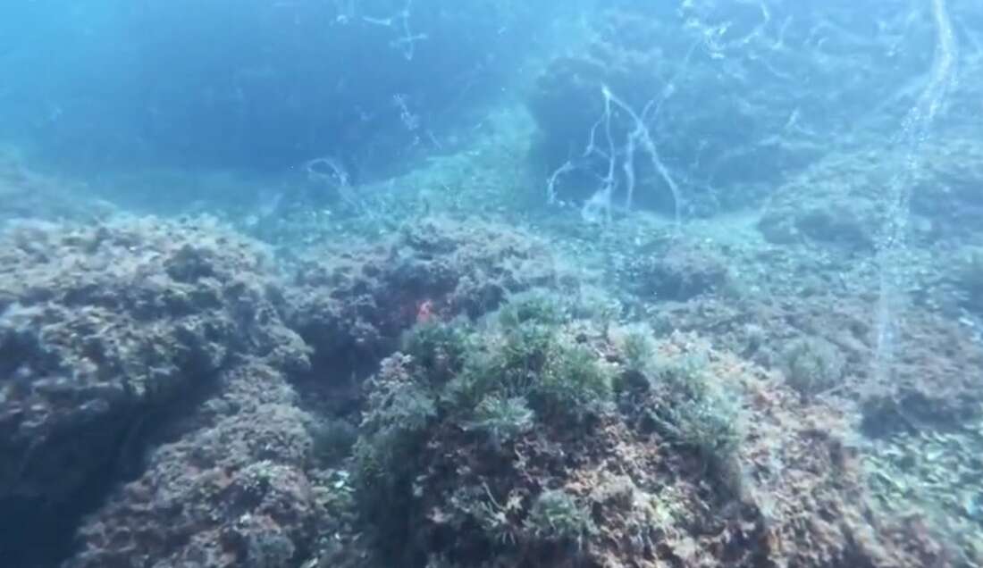 Marmara Denizi'nde yeniden ortaya